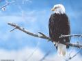 Aigle 019